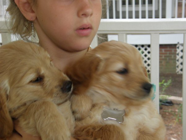 miniature goldendoodle dogs. mini goldendoodle puppies.