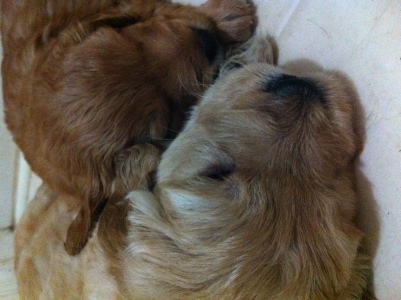 Miniature Goldendoodle pups Ready for placement April 2011